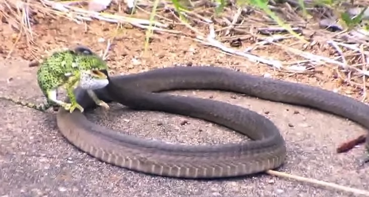Camaleonte vs serpente: chi la spunterà? – Video