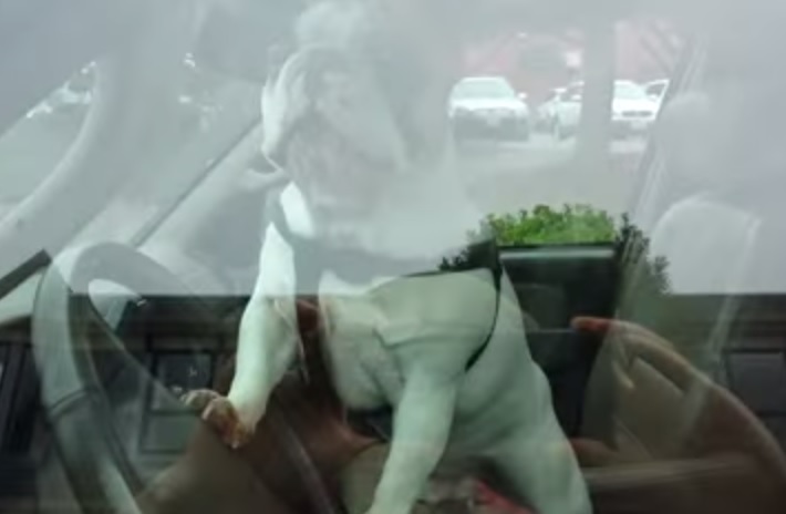 La protesta del bulldog chiuso in auto dal padrone