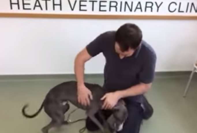 Riabbraccia il padrone dopo 6 mesi, la gioia del cane è incontenibile