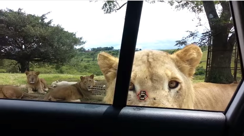 Safari da brivido, leonessa apre portiera della macchina – Video