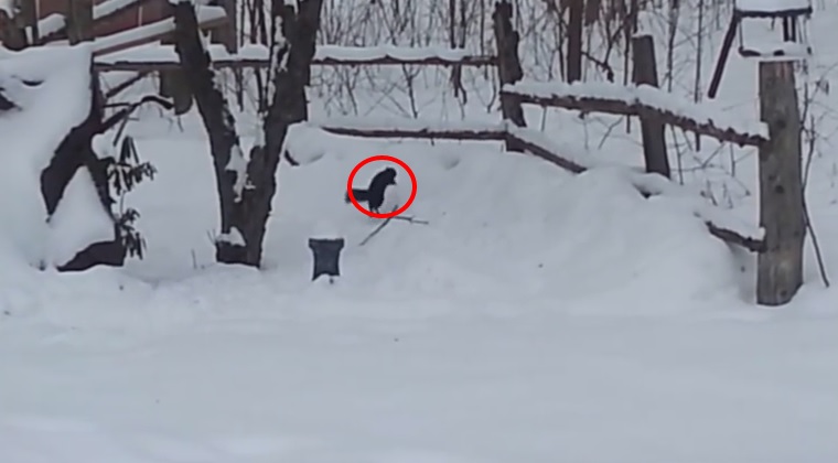 Scoiattolo ubriaco: ha mangiato troppe mele fermentate – Video