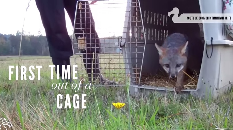 “Siamo liberi”, animali escono dalla gabbia e toccano l’erba per la prima volta