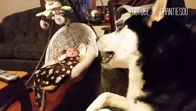 Il bebé fa i capricci? Ci pensa il cane – Video