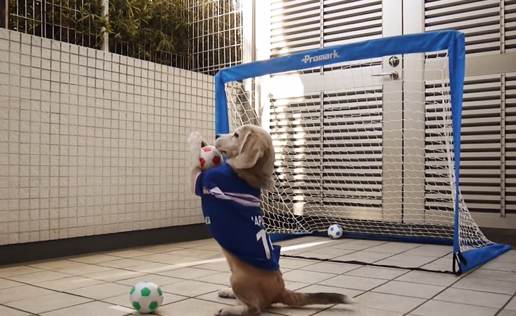 Purin, il cane-portiere che prende tutte le palle – Foto