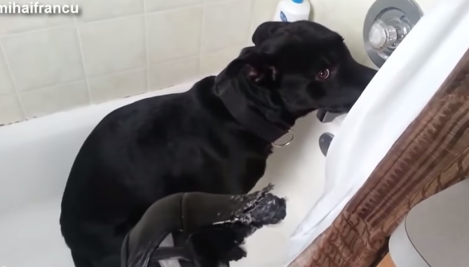 Cani “colpevoli” sgridati dai padroni, le reazioni più esilaranti  – Video