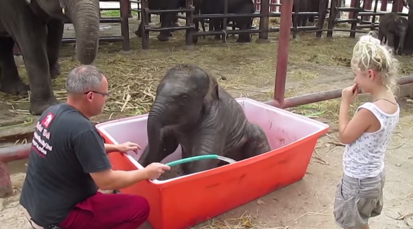 “E’ l’ora del bagnetto”, l’elefantino dà spettacolo – Video