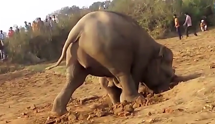 Elefantessa salva il suo cucciolo tirandolo fuori da una buca
