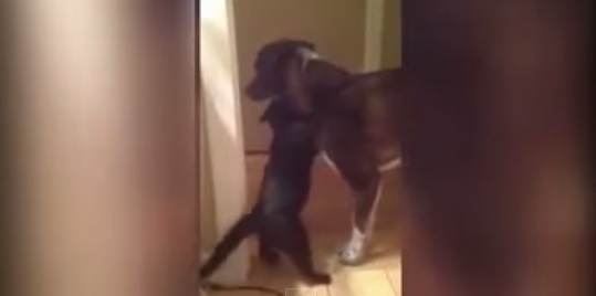 “Mi sei mancato”, gatto corre a riabbracciare il cane – Video