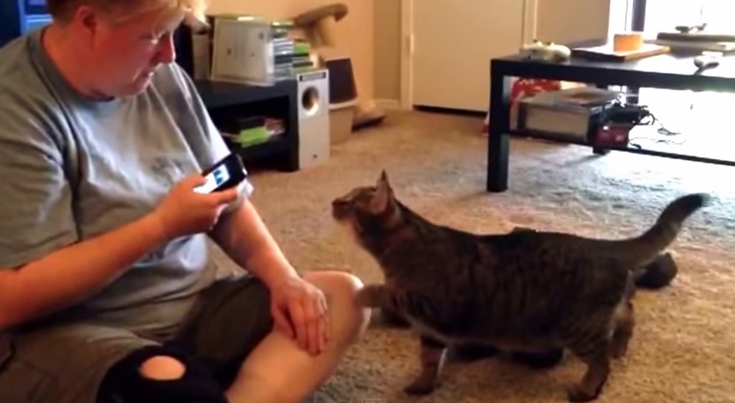 Usa app per conversare col gatto, l’animale la graffia – Video