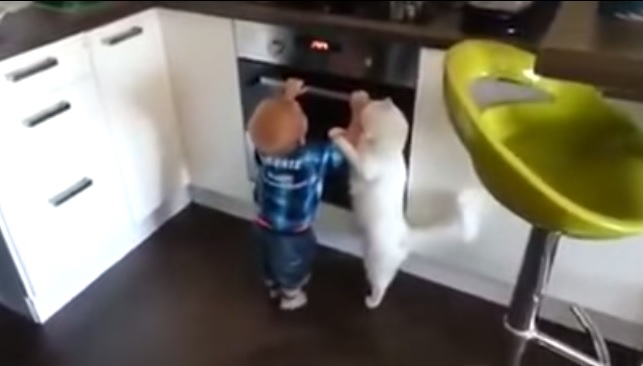 “Non toccare”, gatto allontana bimbo dal forno acceso – Video