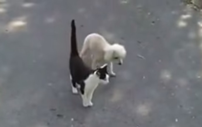 Gattino scorta cane cieco evitando che vada a sbattere – Video