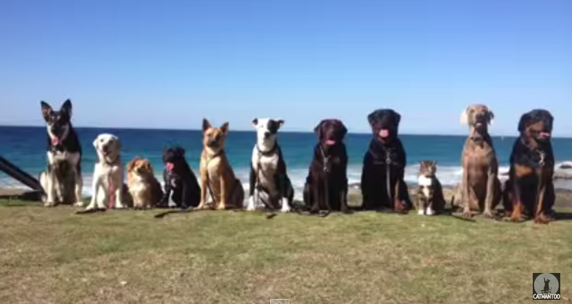 “Happy”, la coreografia realizzata da 11 cani e un gatto è virale