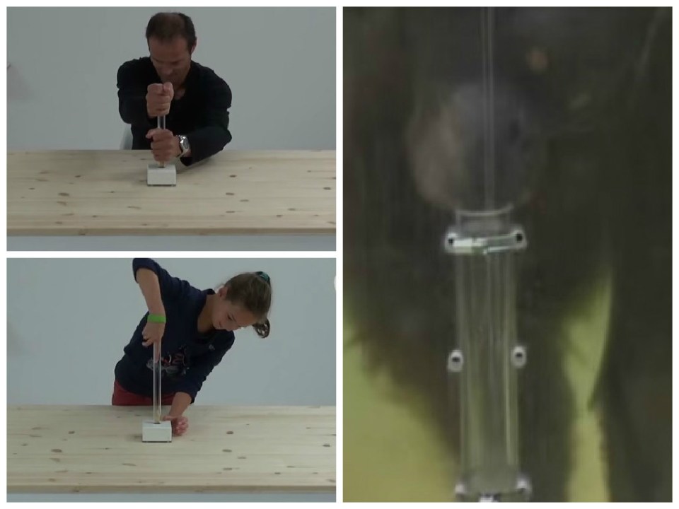 Uomo contro scimmia: l’esperimento della nocciolina – Video