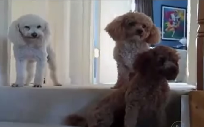 “Chi è il colpevole?”, la reazione dei tre cani è uno spasso – Video