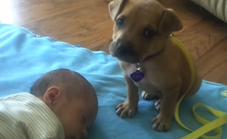 Il neonato dorme e il cane fa qualcosa di incredibilmente dolce