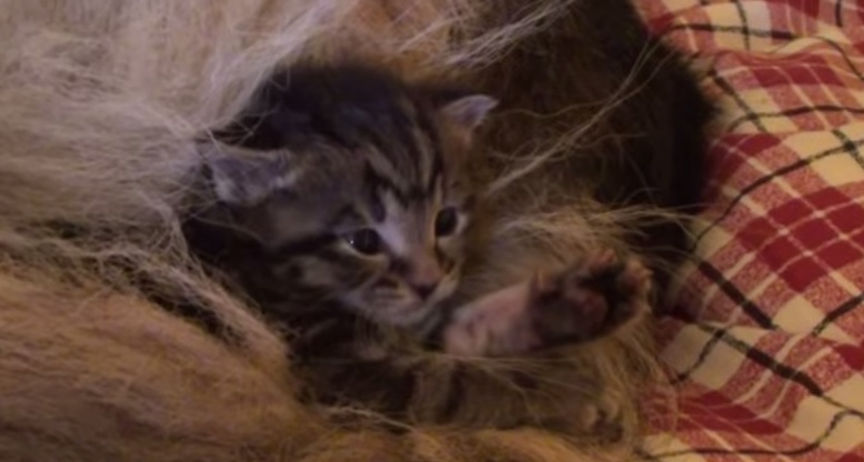 Quattro gattini orfani e una mamma adottiva davvero speciale – Video