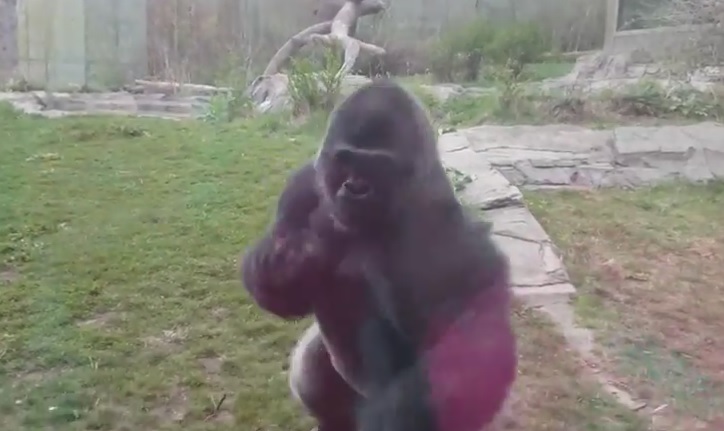 La bambina provoca il gorilla, ecco la reazione dell’animale – Video