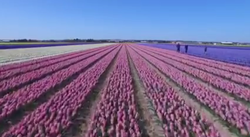 Olanda, in volo col drone sui tulipani in fiore – Video