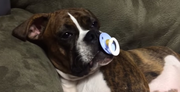 Leila, il boxer col ciuccio strega il web – Video