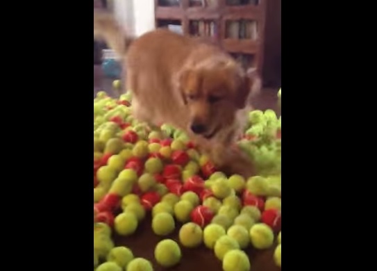 Riceve in regalo 800 palline e il cane impazzisce di gioia