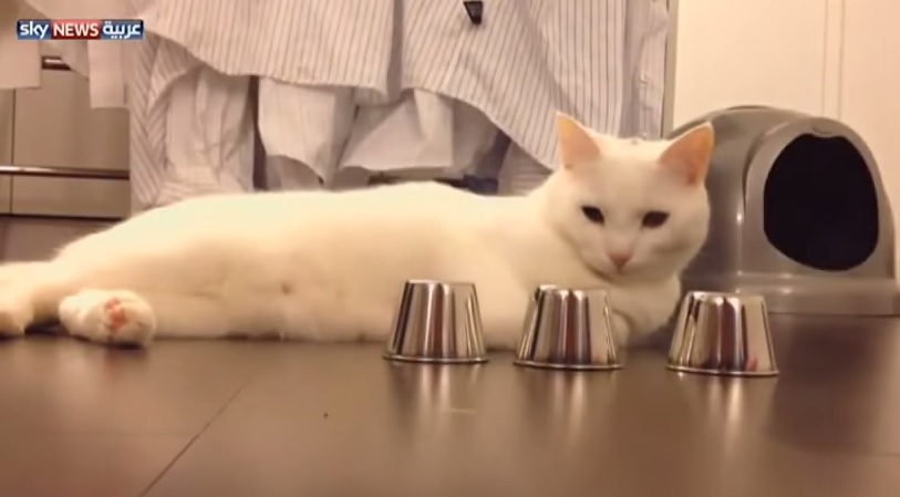 “Dov’è la pallina?”, il gatto che non sbaglia un colpo – Video