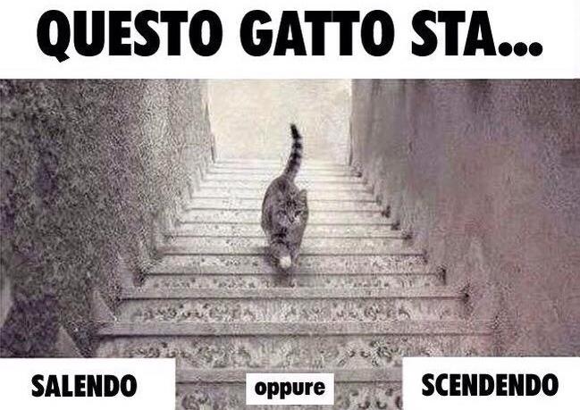 Il gatto sale o scende le scale? Ecco l’ultimo rompicapo del web