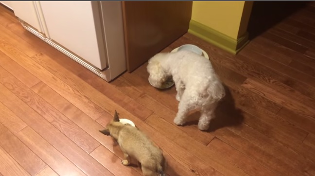 Bonnie detesta mangiare da sola, ecco cosa fa pur di consumare il pasto in compagnia