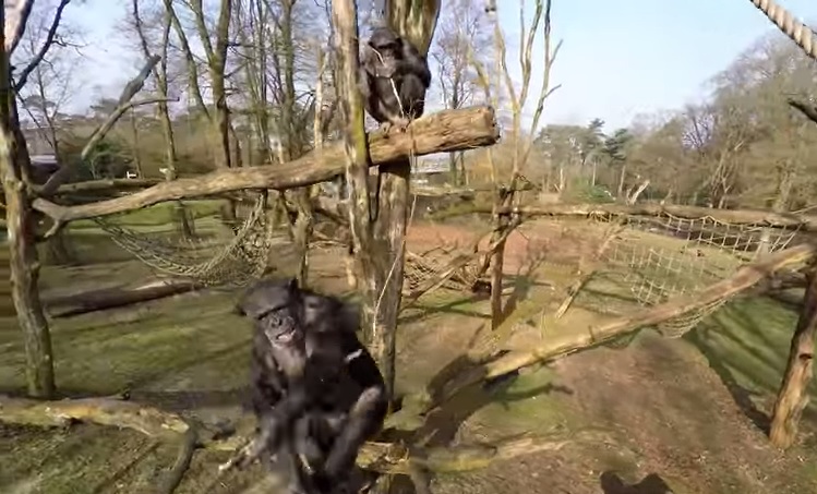 Scimpanzé, amante della privacy, abbatte drone col bastone