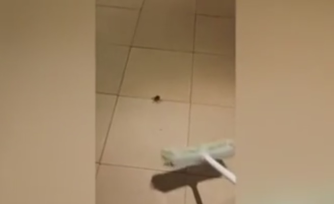 Non uccidere il ragno con la scopa, potrebbe accaderti questo – Video