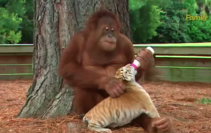 Orango maschio fa da madre a cuccioli tigre – Video
