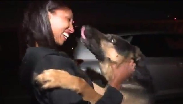 Pastore tedesco torna a casa dopo tre anni, il video commuove il web