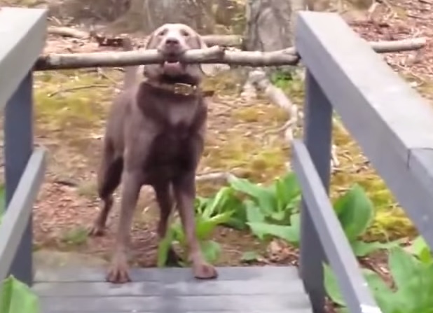 Bastone in bocca, ma il ponte è troppo stretto: il cane risolve l’enigma