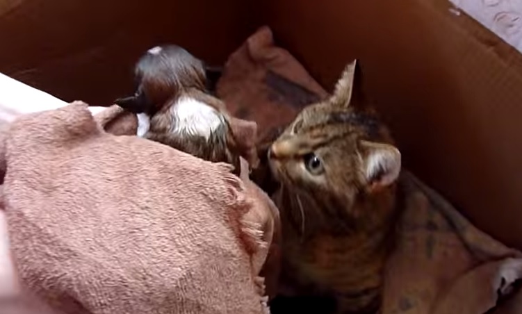 Ecco cosa succede ad inserire un cane in una cucciolata di gatti – Video