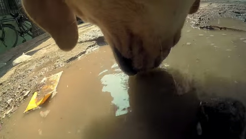 Un giorno da cane randagio, un video svela la vita quotidiana dei cuccioli senza casa