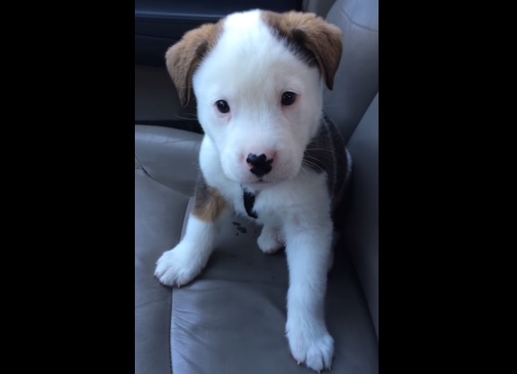 Buck, il cane terrorizzato dal suo singhiozzo è la nuova star del web