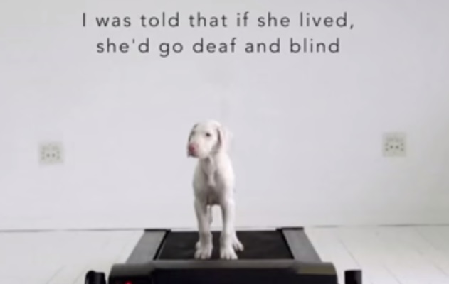 “Pegasus ha i giorni contati”, il miracolo della cagnolina in timelapse