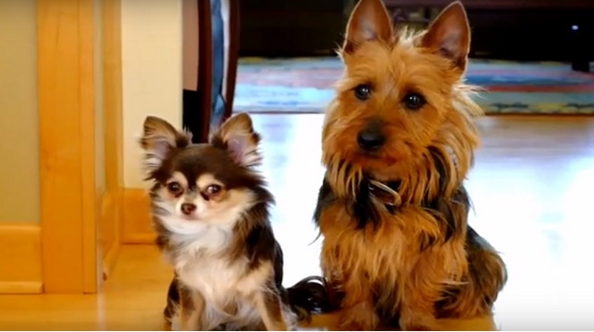 “Chi è stato?”, il cane fa la spia e accusa il compagno di giochi