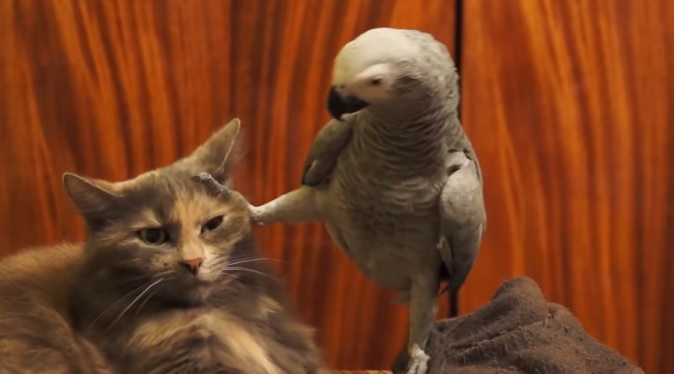 Pappagallo in cerca di attenzioni…e il felino reagisce così