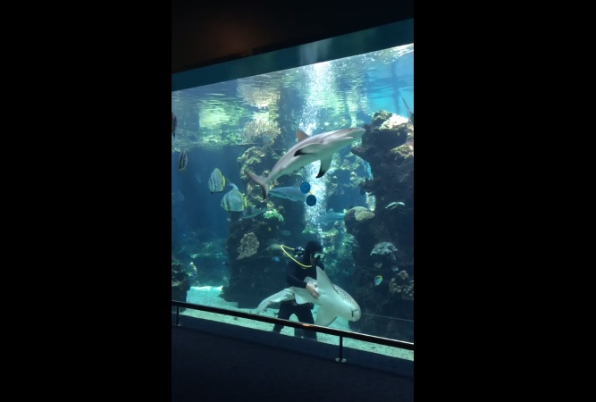 Un sub sta pulendo la vasca quando arriva lo squalo e …