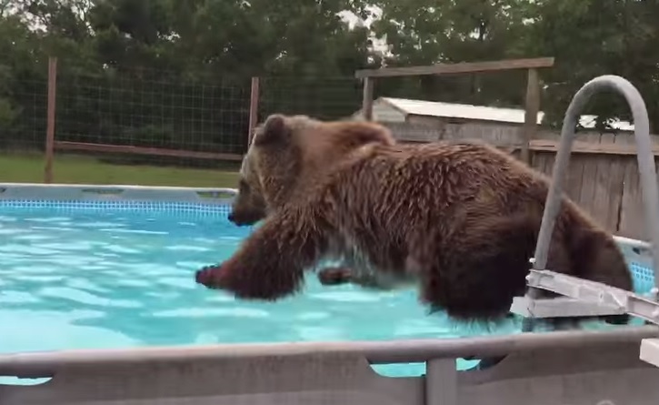 L’orso scopre la piscina, i suoi tuffi sono irresistibili – Video