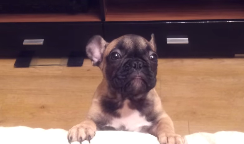“Non salire sul divano!”, la reazione di questo bulldog francese è virale