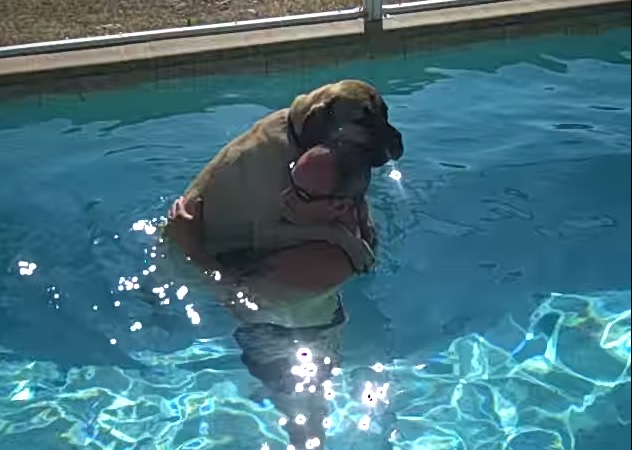 La prima volta in piscina di Sampson è virale – Video