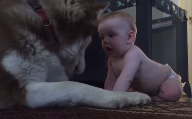 Il neonato lo stuzzica, la reazione dell’husky è sorprendente