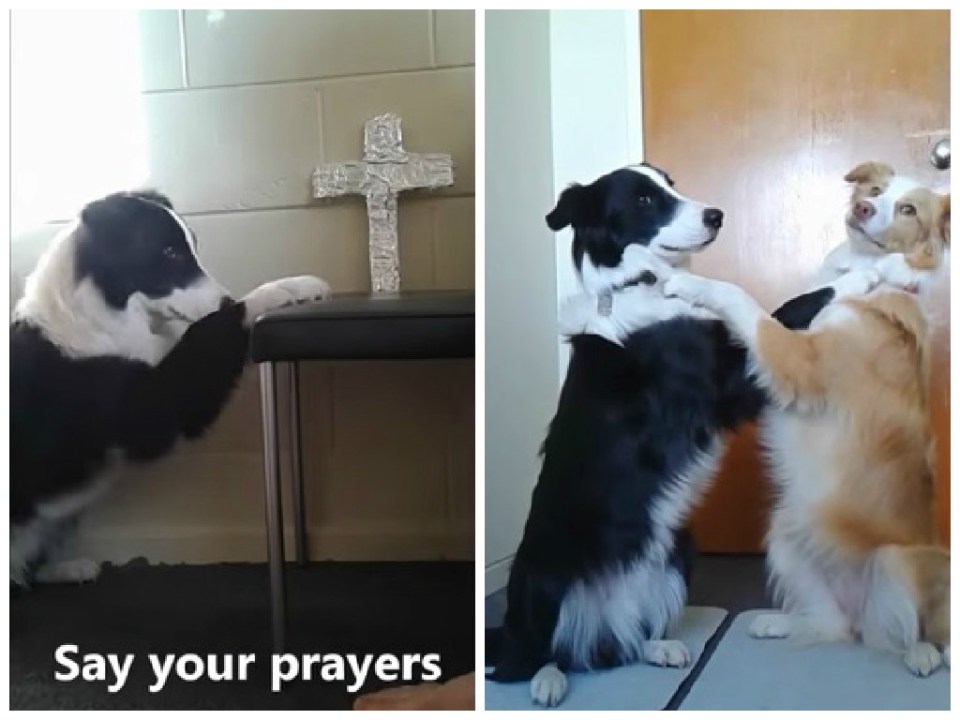 Ace e Holly, acrobati a quattro zampe – Video