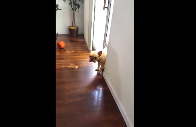 Il senso di colpa del bulldog francese commuove il web – Video