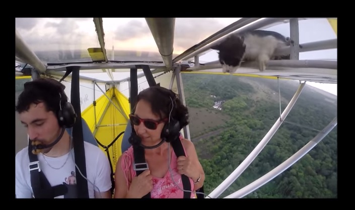 Il gatto che ama il brivido del volo – Video