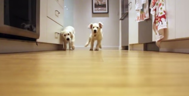 I due Golden Retriever che corrono verso la ciotola per nove mesi