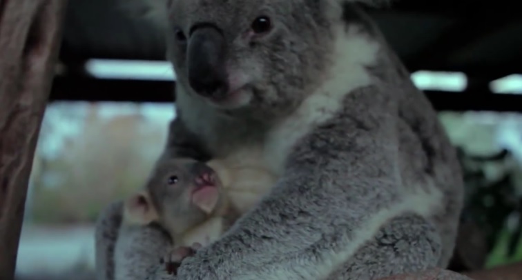 Mamma koala e il suo cucciolo commuovono il web – Video