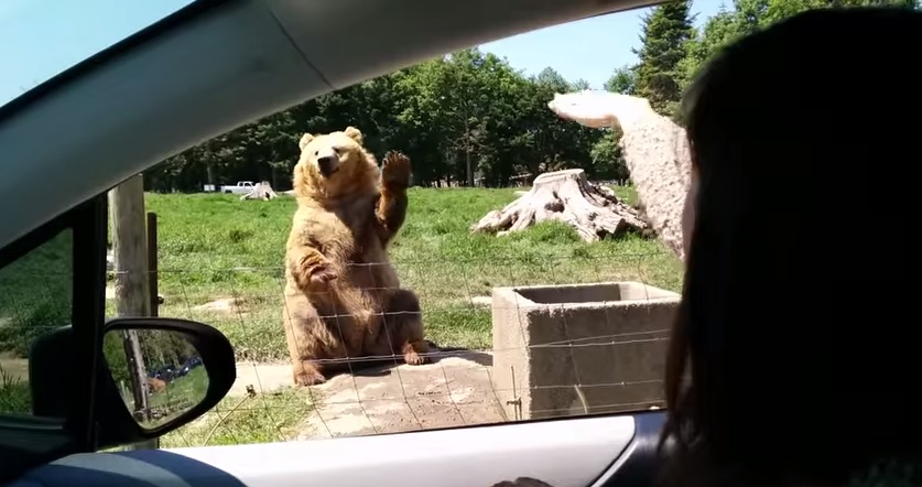 Orso alza la zampa e gli esseri umani cadono ai suoi piedi – Video