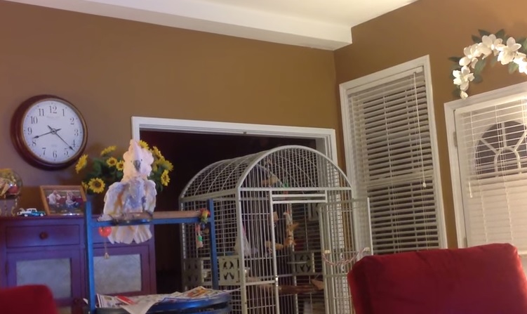 Marito e moglie litigano spesso e il pappagallo li imita – Video